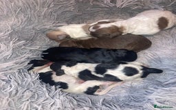 Shihpoo dogs for sale: The wait is over toy shihpoo puppies  - Image 5