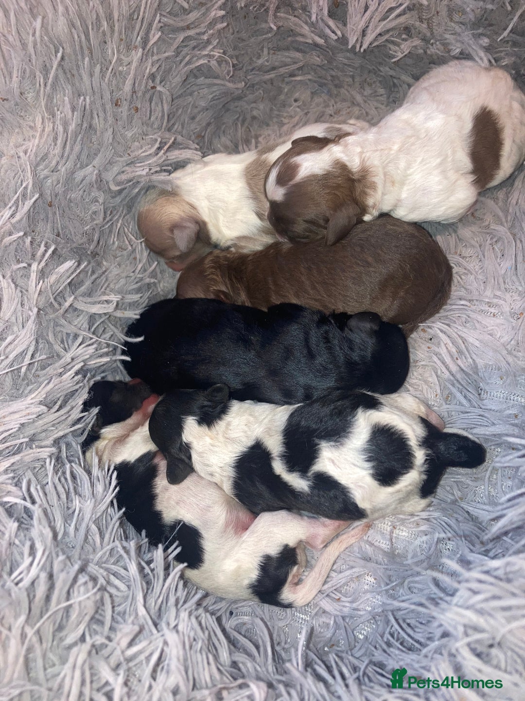 Shihpoo dogs for sale: The wait is over toy shihpoo puppies  - Image 5