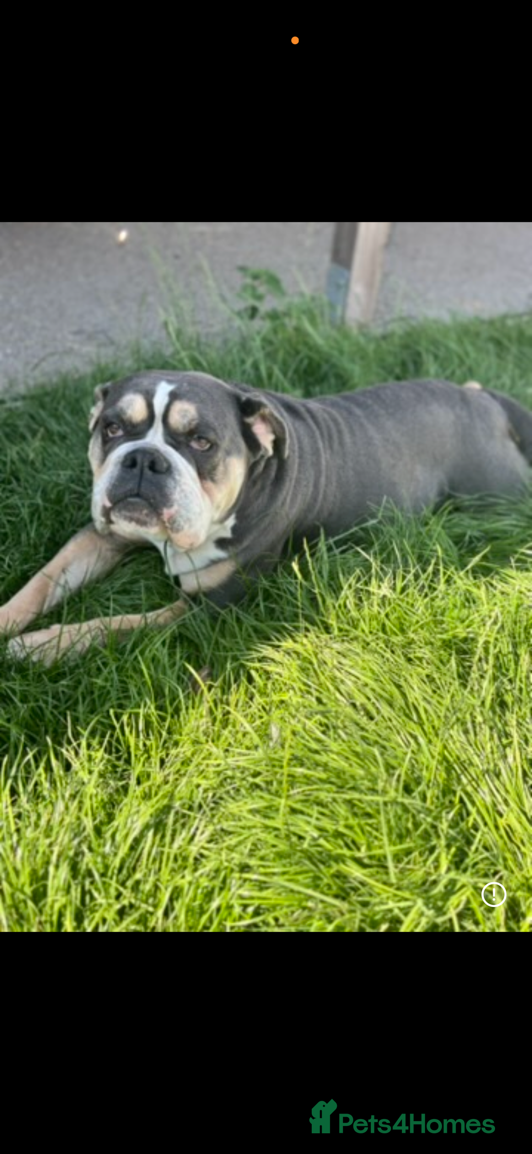 Olde English Bulldogge dogs for sale: Olde English bulldog puppy  - Advert 6