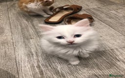 Mixed Breed cats for sale: Litter 5 kittens looking for there forever homes.  - Image 6