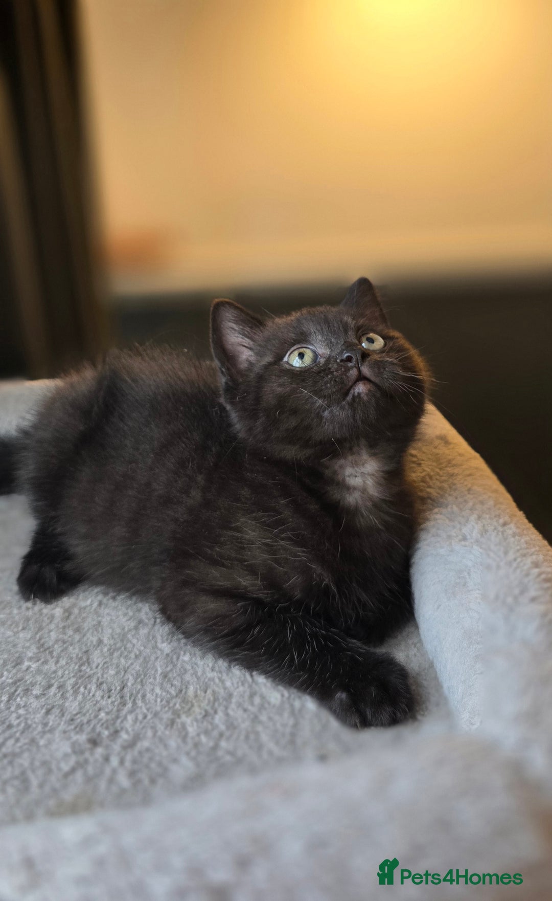 Mixed Breed cats for sale: Half Britishlonghair half Tuxedo! Only 1 left. - Image 4