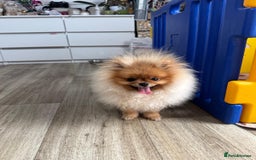 Pomeranian dogs for sale: Champion KC registered Pomeranian  - Image 13