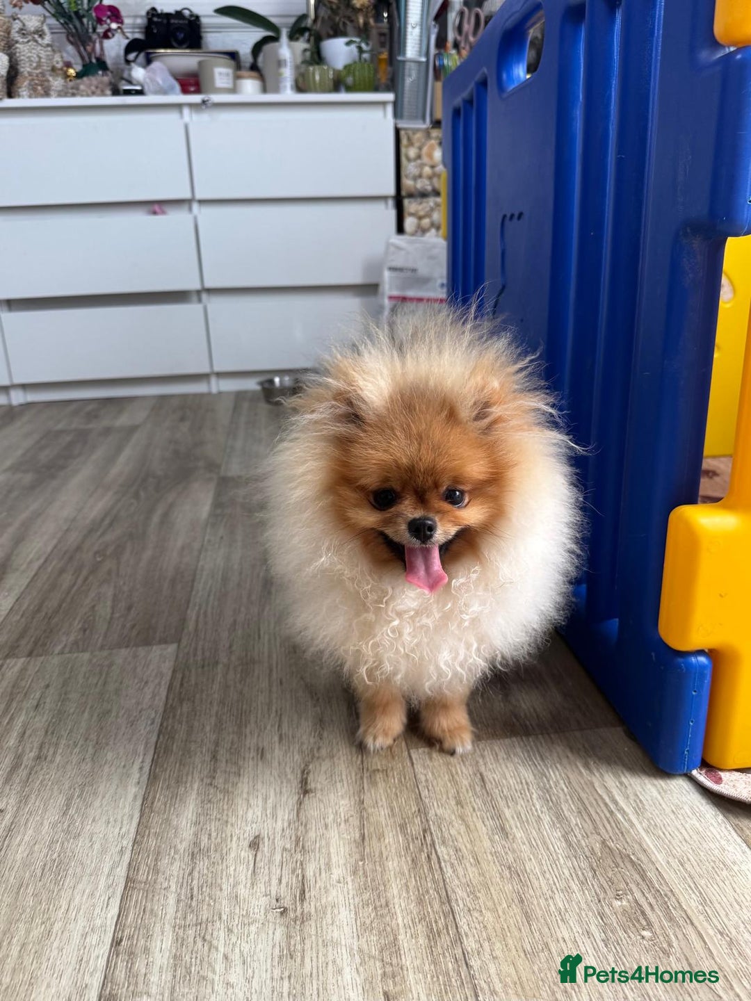 Pomeranian dogs for sale: Champion KC registered Pomeranian  - Image 13