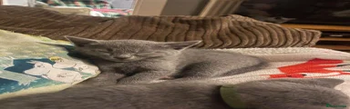 Russian Blue 3