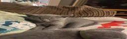 Russian Blue cats for sale: purebred Russian Blue kittens for sale  - Advert 5