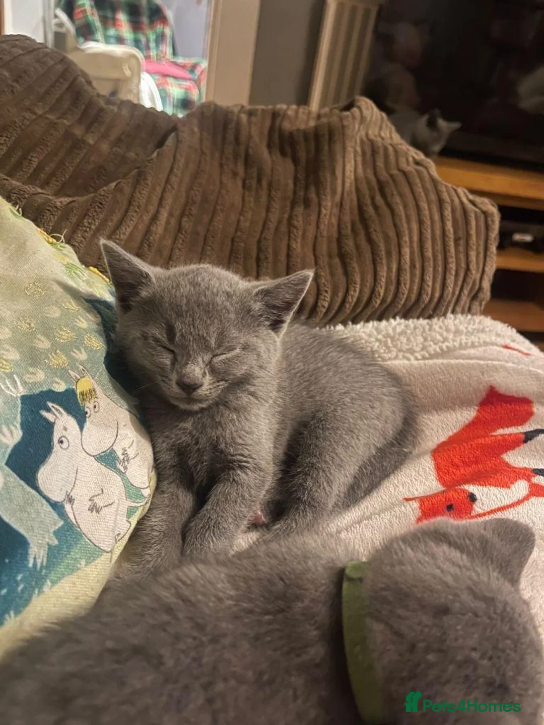 Russian Blue cats for sale: purebred Russian Blue kittens for sale  - Advert 5