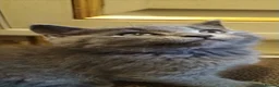 British Shorthair cats for sale: Beautiful British short hair kittens  - Advert 23