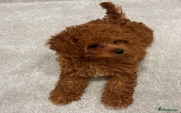 Cavapoo dogs for sale: F1B cavapoo girl  - Image 6