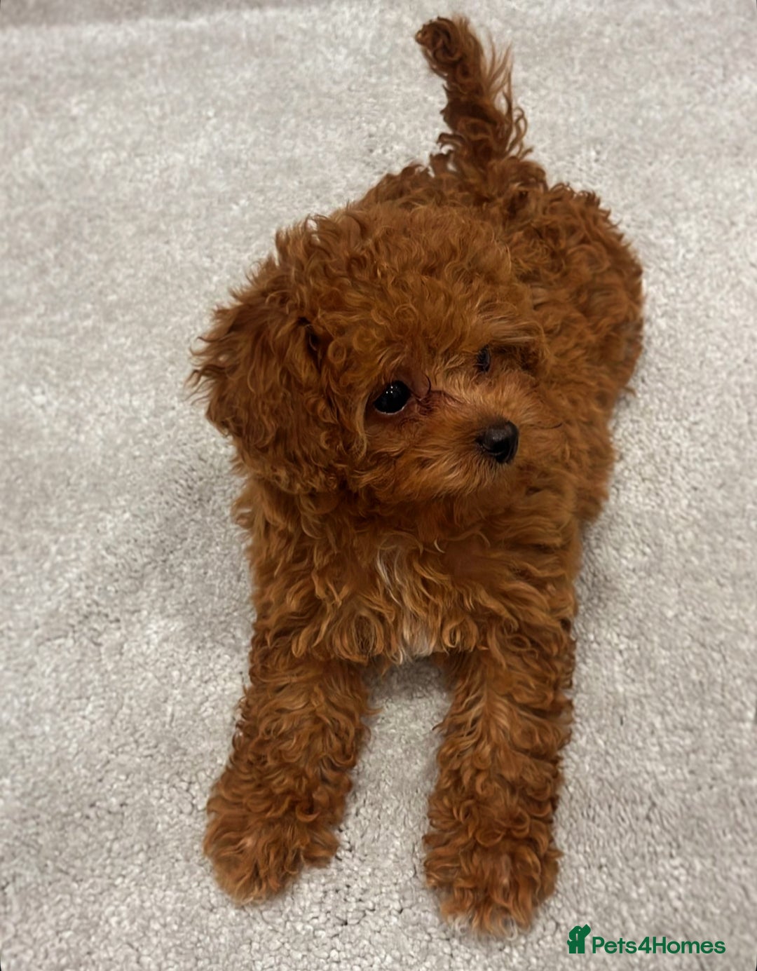 Cavapoo dogs for sale: F1B cavapoo girl  - Image 6