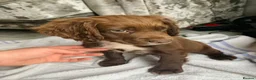 Sprocker dogs for sale: Sprocker puppies  - Advert 11