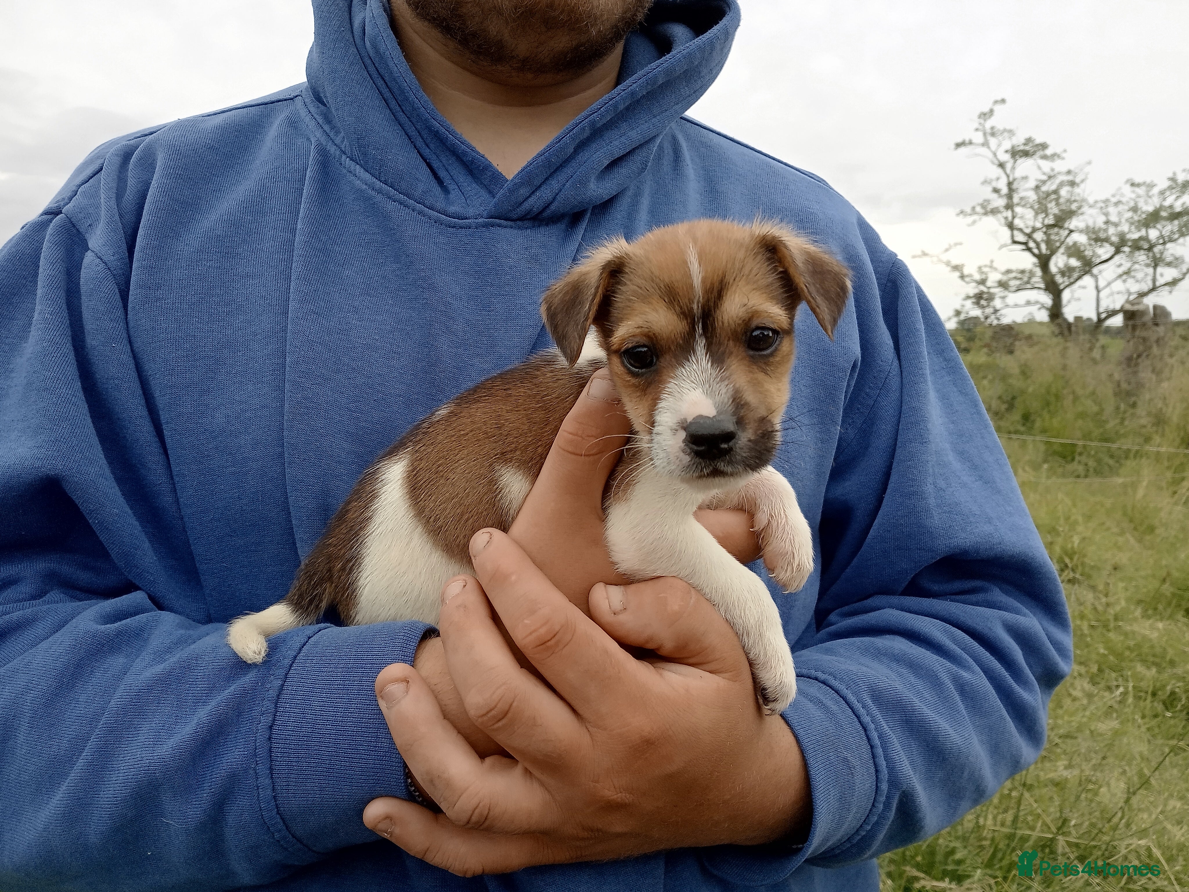 Jack Russell dogs Working Jack Russell Puppies  - Advert 2