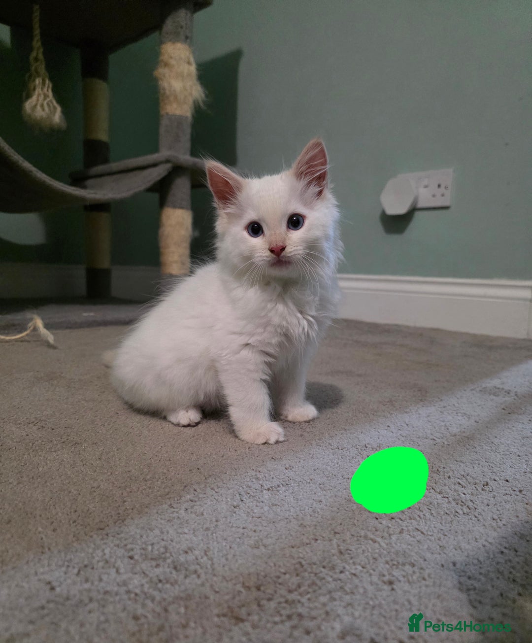 Ragdoll cats for sale: Gorgeous pure breed Ragdoll kittens  - Image 5
