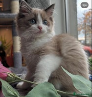 Ragdoll cats Ragdoll kittens now have two available. - Advert 9