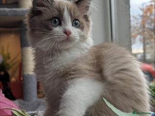 Ragdoll cats Ragdoll kittens now have two available. - Advert 7