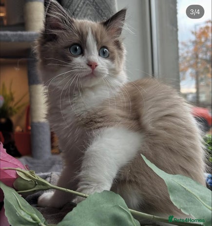 Ragdoll cats Ragdoll kittens now have two available. - Advert 12