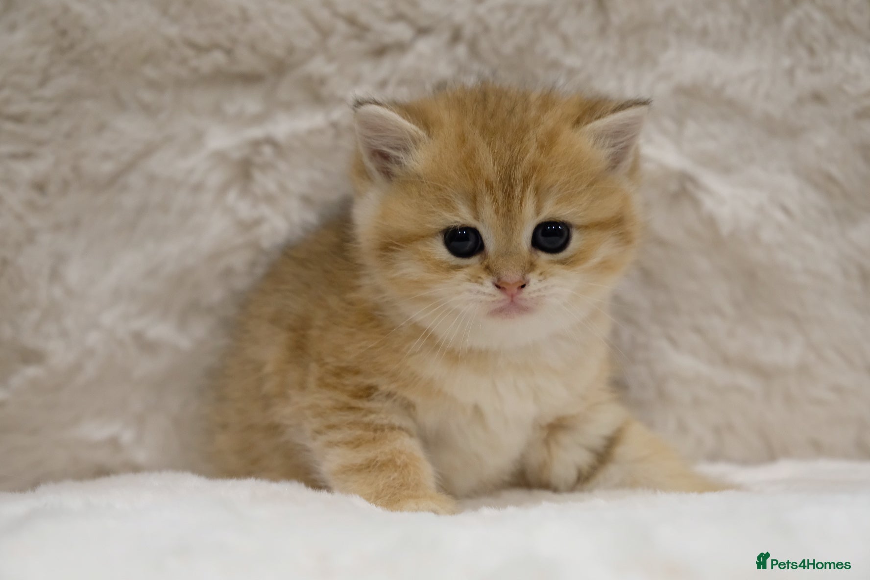 British Shorthair cats Adorable pedigree GOLDEN shorthair TICA registered - Advert 1