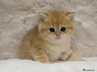 British Shorthair cats Adorable pedigree GOLDEN shorthair TICA registered - Advert 1