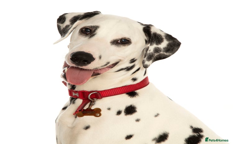 Dalmatian dogs - Advert 2