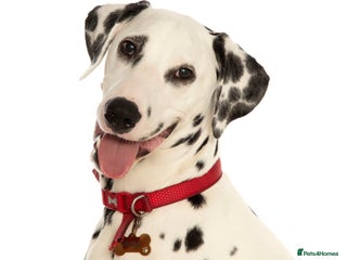Dalmatian dogs - Advert 18