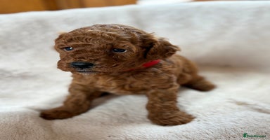 Miniature Poodle dogs - Advert 9