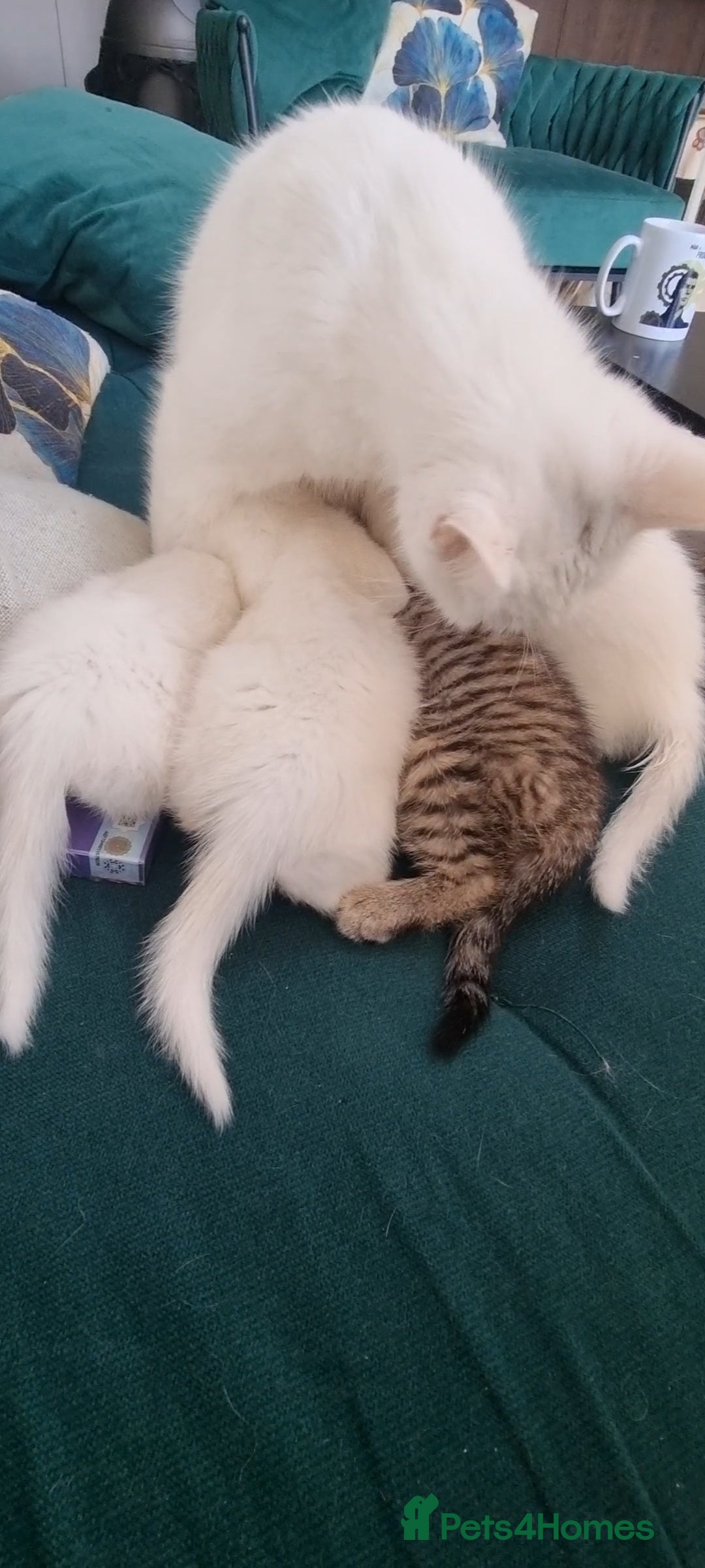 British Shorthair cats for sale: ✨ Gorgeous 6-Week-Old Kittens litter trained ✨ - Image 8