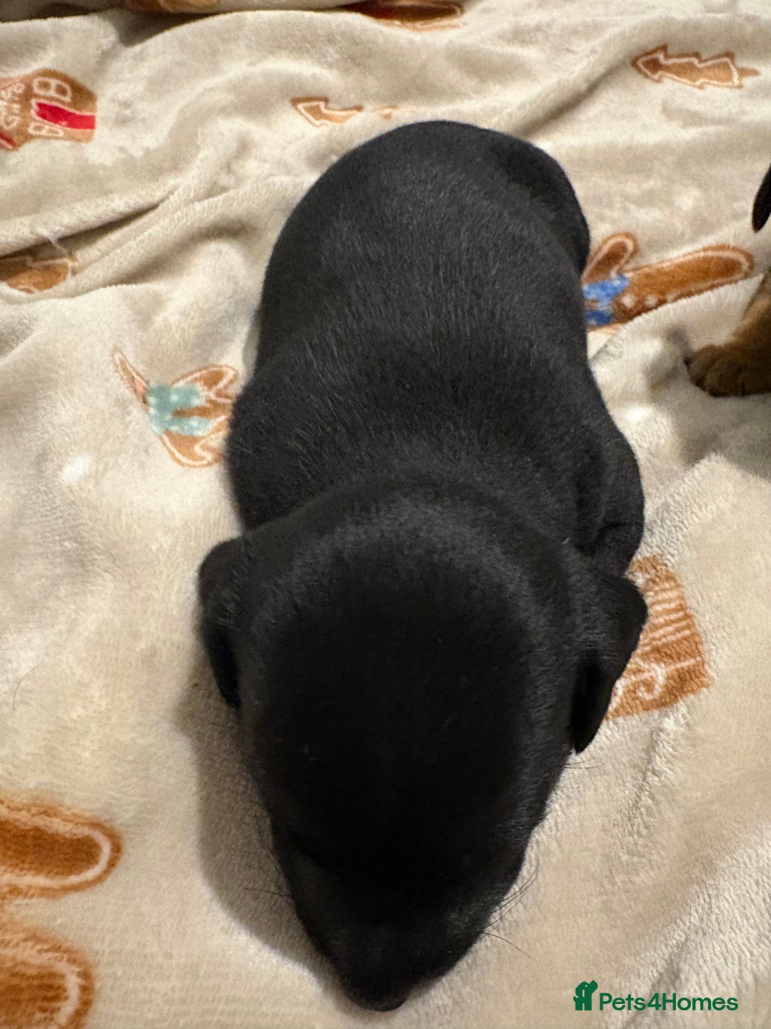 Jack Russell dogs for sale: Much wenlock jrt puppies 4 weeks old  - Advert 6