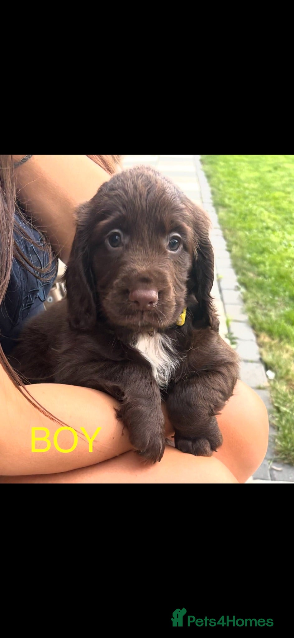 Cocker Spaniel dogs Working Cocker spaniel puppies for sale - Advert 18