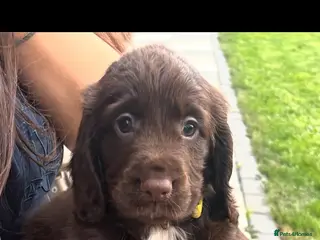 Cocker Spaniel dogs Working Cocker spaniel puppies for sale - Advert 18