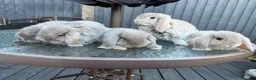 Mini Lop rabbits for sale: 🐰Mini Lop Rabbits – Ready for Loving Homes - Advert 6