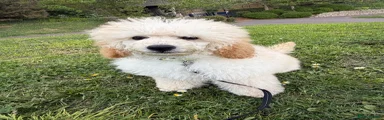 Miniature Poodle 1
