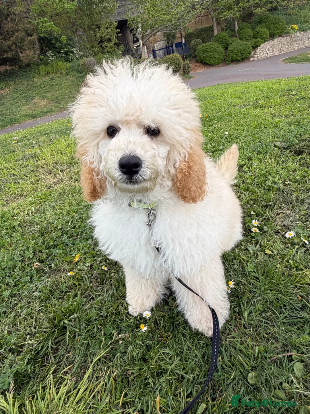 Miniature Poodle dogs for sale: Miniature Poodle Boy – 6 Months Old  - Advert 6