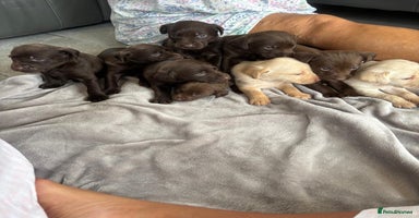 Labrador Retriever dogs - Advert 6
