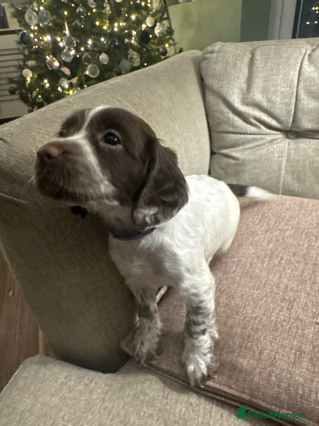 Cocker Spaniel dogs for sale: Litter of Cocker Spaniels ready for New Year - Advert 28