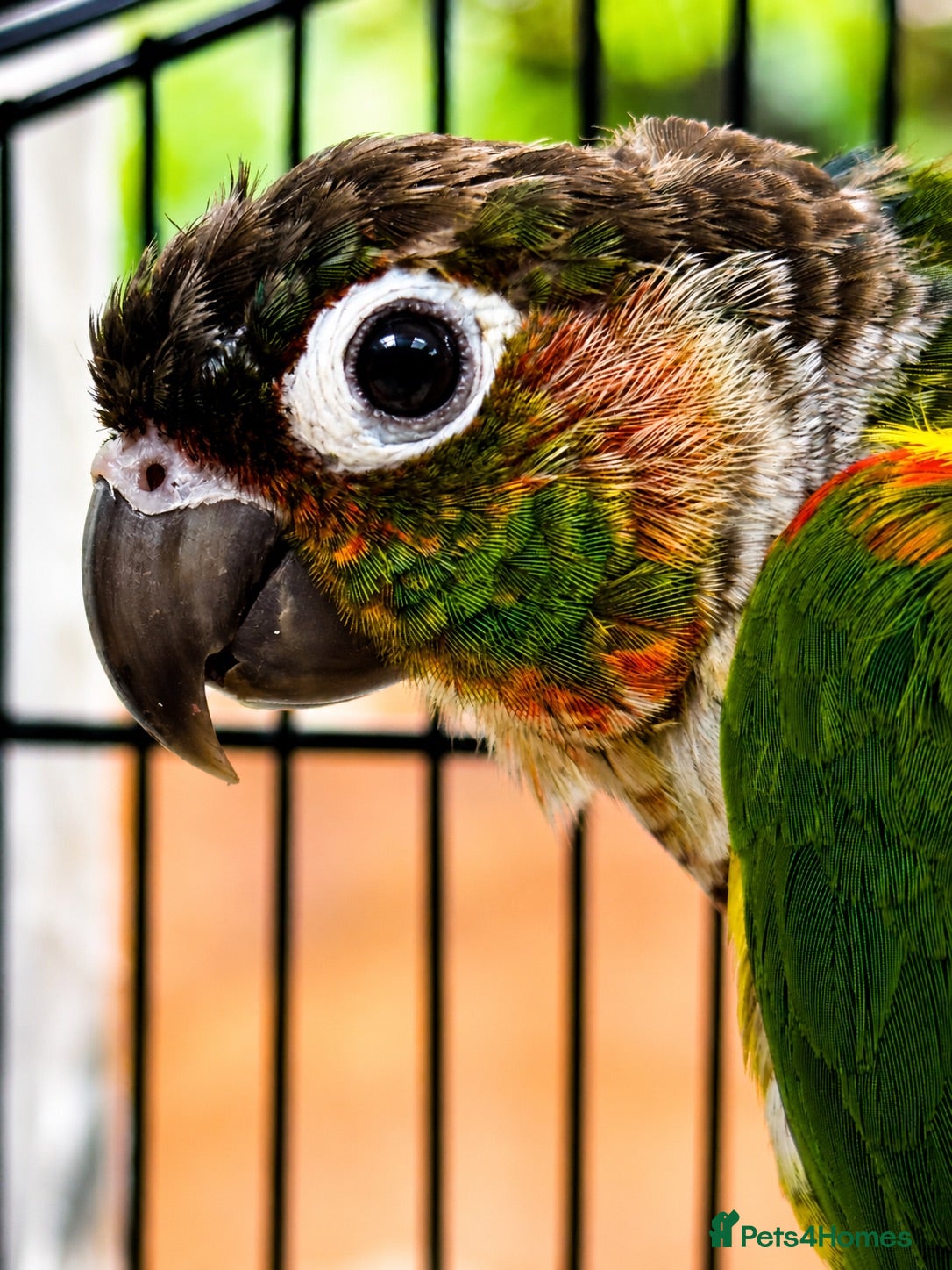 Conures birds PAIR OF GREEN CHEEK CONURES ❤️🦜 - Advert 2