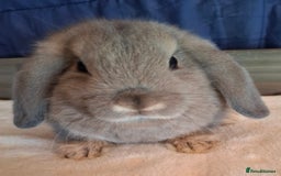 Mini Lop rabbits for sale: Mini lops - Image 3