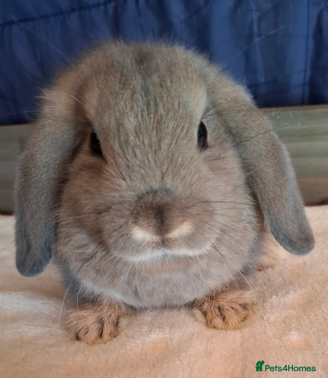Mini Lop rabbits for sale: Mini lops - Image 3