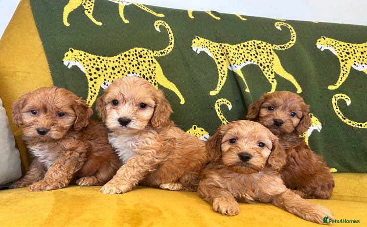 Cockapoo dogs - Advert 2