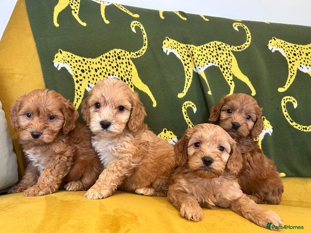 Cockapoo dogs for sale: Litter of 8 F1 cocapoos - Image 1