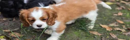 Cavalier King Charles Spaniel dogs for sale: Stunning cavalier king Charles spaniel puppy - Advert 4