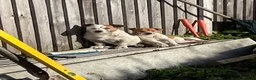 Jack Russell dogs for stud: Bill  - Advert 3