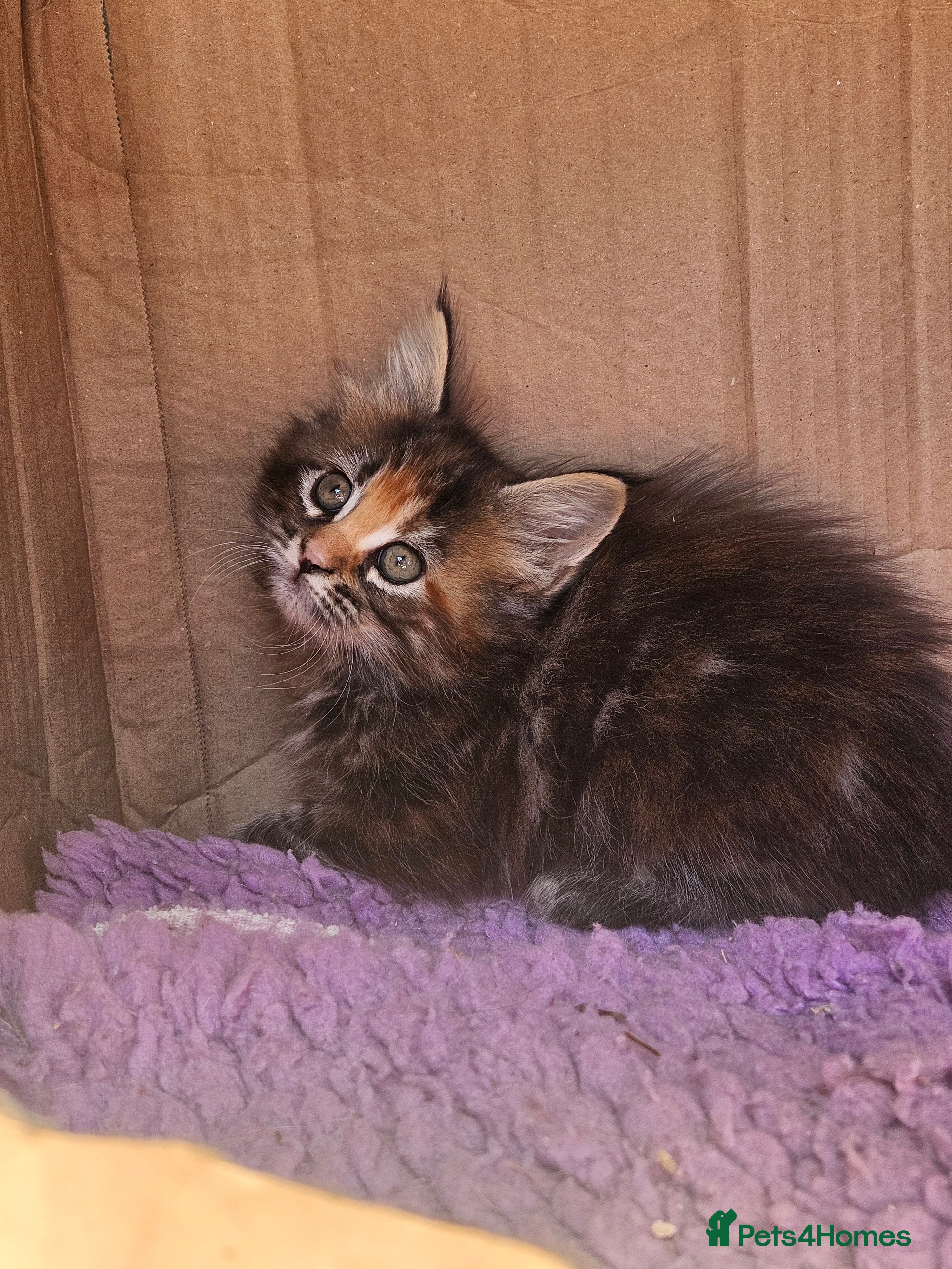 Maine Coon cats Beautiful Maine Coon kittens  - Advert 15