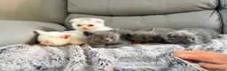 Scottish Fold cats for sale: Scottish fold kittens  - Advert 7