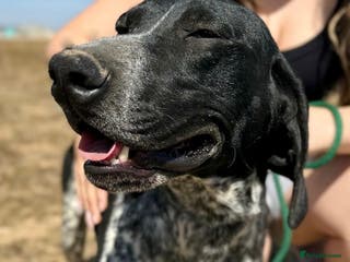 Mixed Breed dogs Bracken (German Pointer mix) - Advert 4