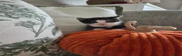 British Shorthair cats for sale: Gorgeous kittens - Advert 7