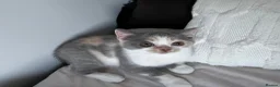 British Shorthair cats for sale: British Shorthair  - Advert 6