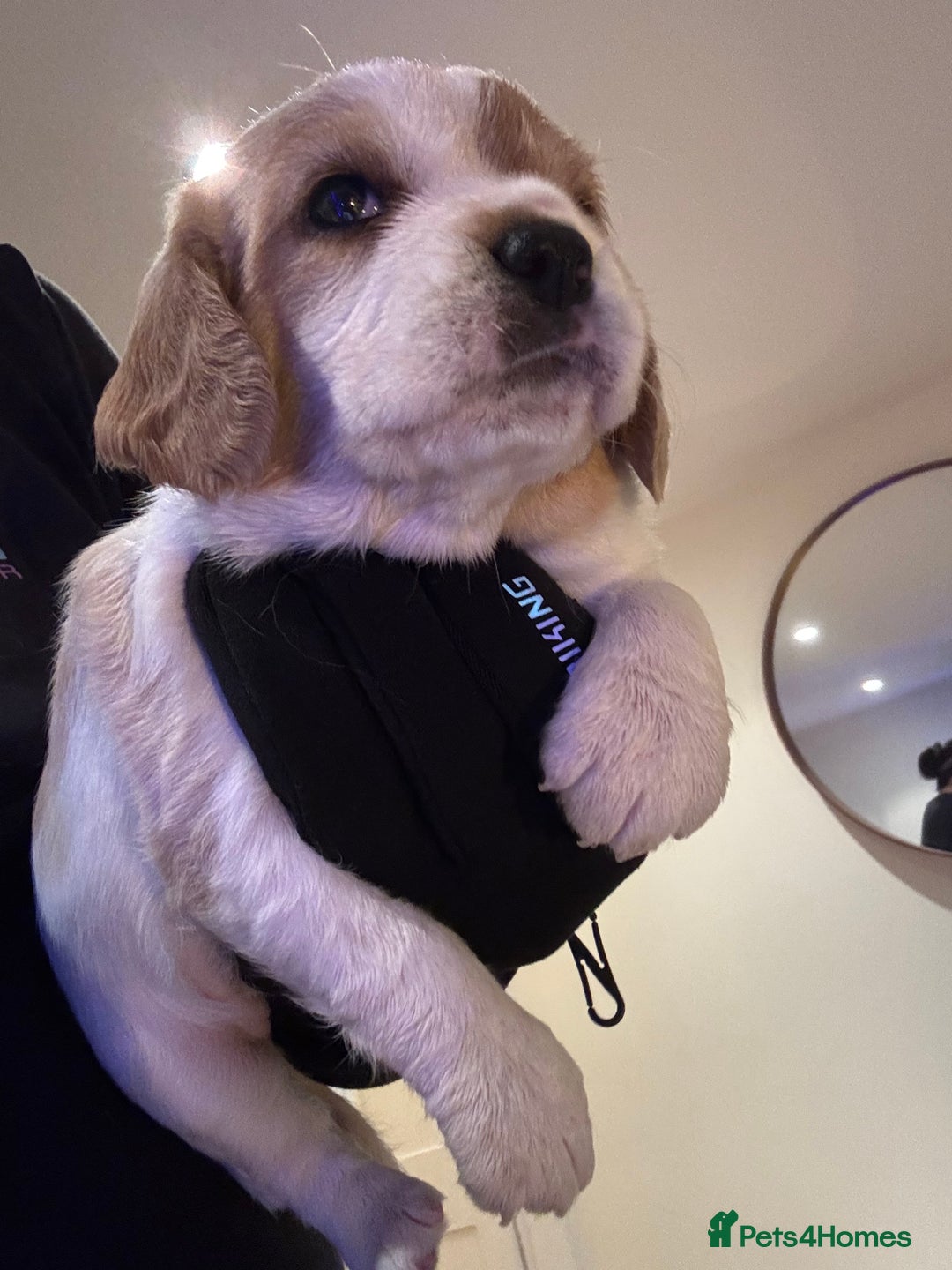 Mixed Breed dogs for sale: Cocker-Jack xCavalier King Charles Spaniel Puppies - Advert 22