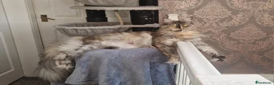 Maine Coon 1