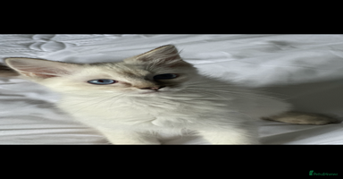 Ragdoll cats - Advert 6