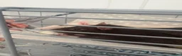 Rat rodents for sale: Rehoming for two male rats  in London - Advert 2