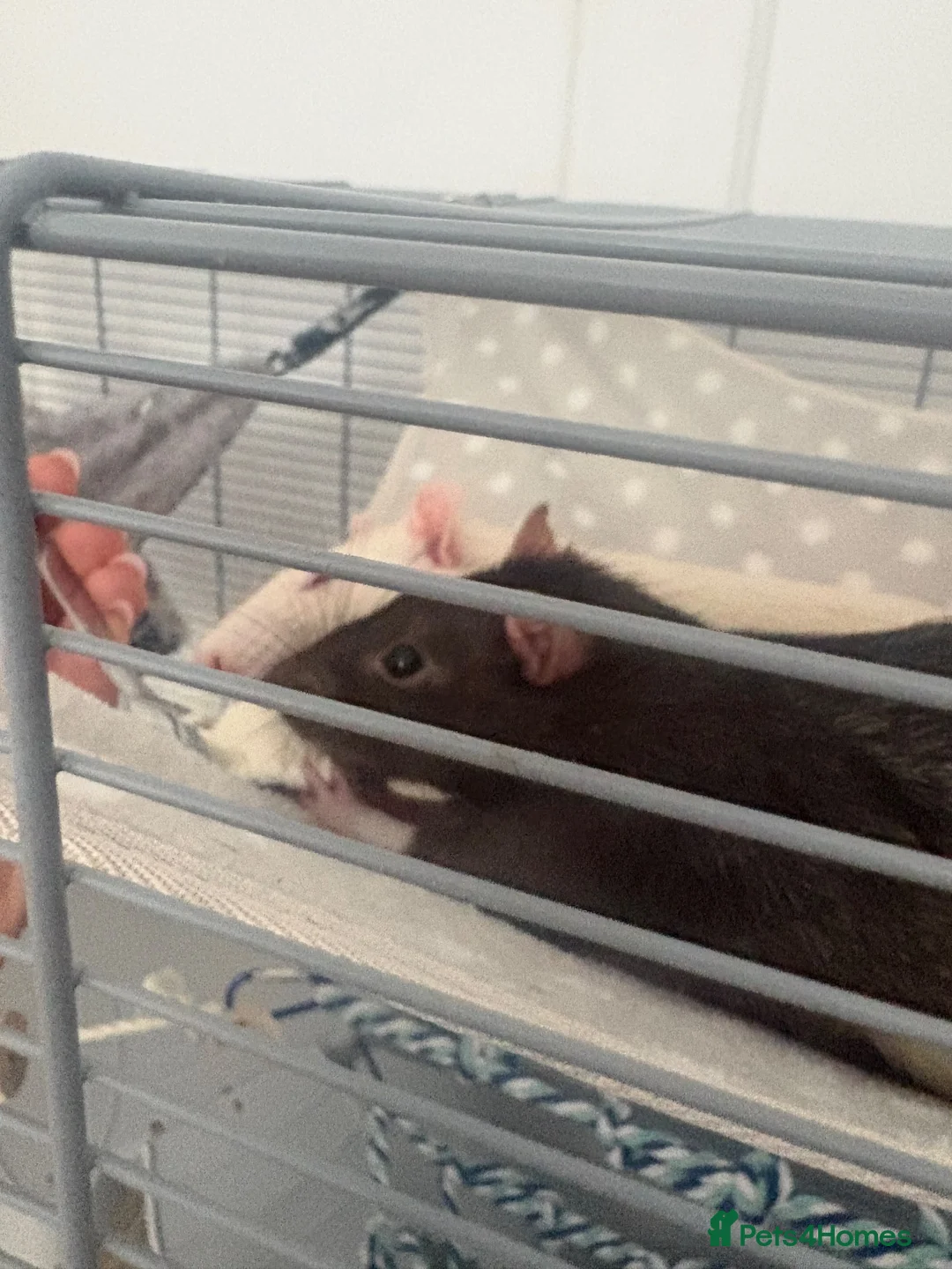 Rat rodents for sale: Rehoming for two male rats  in London - Advert 2